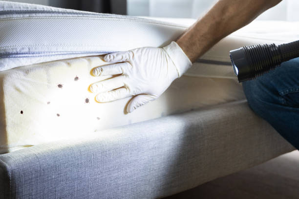 Best Termite Control Services  in The Village, OK