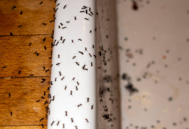 Best Pest Prevention Services  in The Village, OK