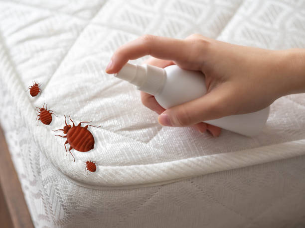 Best Wasp Removal Services  in The Village, OK
